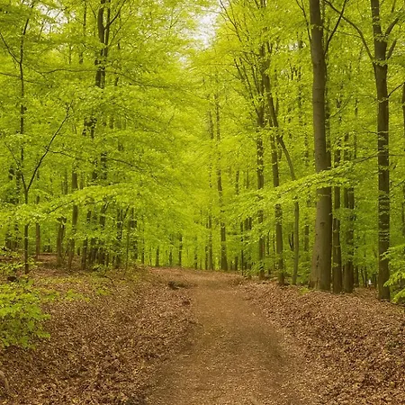 Alte Muehle מלון *